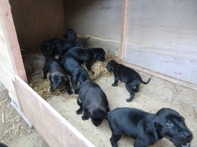 プロット ハウンド 子犬